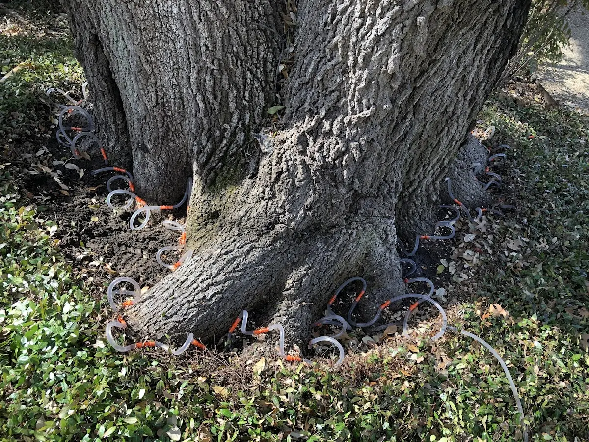 Detailed Shrub and Hedge Trimming job site in Lueders